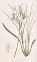 Stylewort velu - Sydenham Edwards — weergave van het kunstwerk