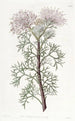 Isopogon elegant - Sydenham Edwards — weergave van het kunstwerk