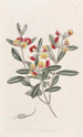 Oxylobium à tête - Sydenham Edwards — weergave van het kunstwerk