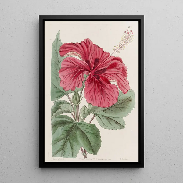 Sydenham Edwards - Hibiscus Cameronifulgens.webp