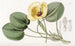 Limnocharis de Humboldt - Sydenham Edwards — weergave van het kunstwerk
