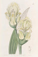Iris imbriqué - Sydenham Edwards — weergave van het kunstwerk