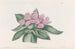 Tradescantia iridescente - Sydenham Edwards — weergave van het kunstwerk
