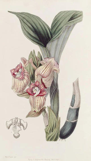 Sydenham Edwards - Javanese Acanthophippium.webp