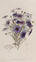 Marguerite zwaan met grote bloemen - Sydenham Edwards — weergave van het kunstwerk