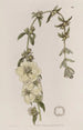Heimia à grandes fleurs - Sydenham Edwards — artwork view