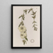 Heimia à grandes fleurs - Sydenham Edwards — framed artwork on a wall