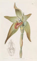 Lycaste à grandes fleurs - Sydenham Edwards — weergave van het kunstwerk
