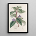 Wingpoint à grandes fleurs - Sydenham Edwards — ingelijst kunstwerk aan de muur