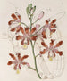 van Variété à grandes fleurs du Trompette Schomburgkia - Sydenham Edwards — weergave van het kunstwerk