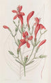 Ruellia à grandes feuilles - Sydenham Edwards — weergave van het kunstwerk