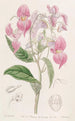 Balsamine à grandes lèvres - Sydenham Edwards — weergave van het kunstwerk