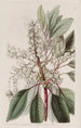 Arbousier à feuilles de laurier - Sydenham Edwards — weergave van het kunstwerk