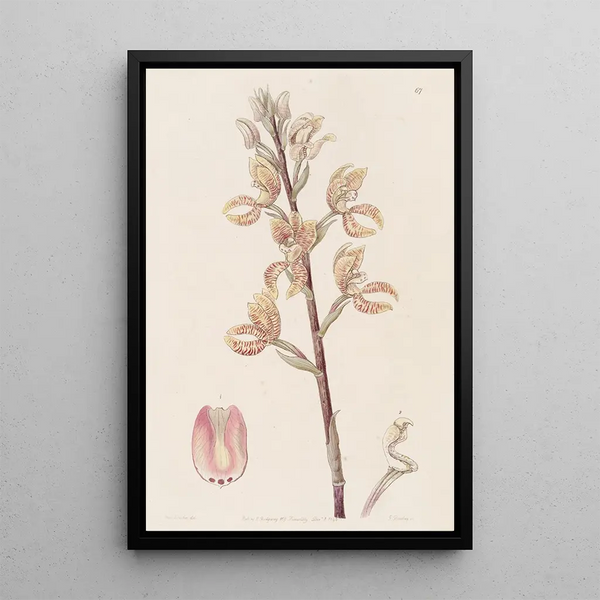 Sydenham Edwards - Lindens Govenia.webp