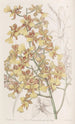 Oncidium à longues feuilles - Sydenham Edwards — weergave van het kunstwerk