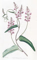 Kennedya with a single leaf, long-cluster variety - Sydenham Edwards — artwork view