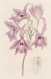Laelia à longues tiges - Sydenham Edwards — weergave van het kunstwerk