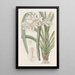 Cymbidium van Masters - Sydenham Edwards — ingelijst kunstwerk aan de muur