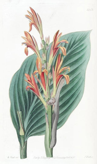 Sydenham Edwards - Mendoza Canna.webp