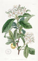 Aubépine mexicaine - Sydenham Edwards — weergave van het kunstwerk