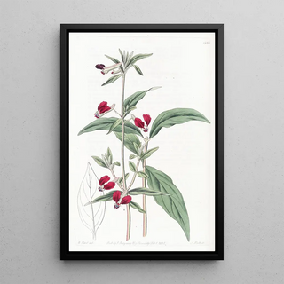 Sydenham Edwards - Mexican Twopetalled Cuphea.webp