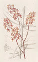 Renanthera du matin - Sydenham Edwards — weergave van het kunstwerk