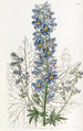 Delphinium des montagnes - Sydenham Edwards — weergave van het kunstwerk