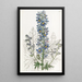Delphinium des montagnes - Sydenham Edwards — ingelijst kunstwerk aan de muur