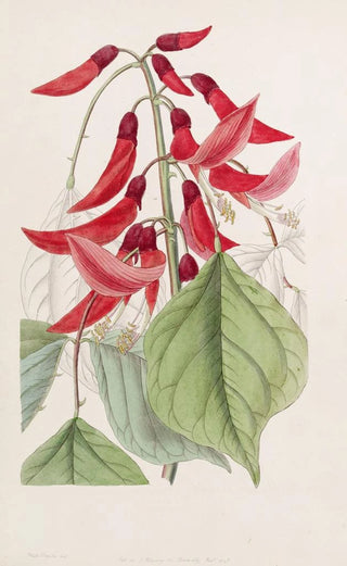 Sydenham Edwards - Mr Bidwills Erythrina.webp