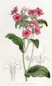 Phlox van M. Drummond - Sydenham Edwards — weergave van het kunstwerk