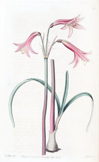 Sydenham Edwards - Mr Herberts Phycella.webp