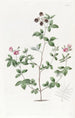 Gompholobium van M. Knight - Sydenham Edwards — weergave van het kunstwerk