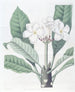 Plumeria van M. Lambert - Sydenham Edwards — weergave van het kunstwerk