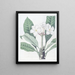 Plumeria van M. Lambert - Sydenham Edwards — ingelijst kunstwerk aan de muur