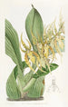 Brassia van M. Lance - Sydenham Edwards — weergave van het kunstwerk