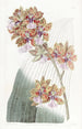 Oncidium van M. Lance - Sydenham Edwards — weergave van het kunstwerk
