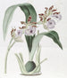 M. Mackay's Eulophia - Sydenham Edwards — weergave van het kunstwerk