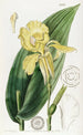 Balisier Painting by M. Reeves - Sydenham Edwards — artwork view