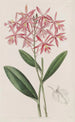 Epidendrum van M. Schomburgk - Sydenham Edwards — weergave van het kunstwerk