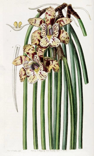 Sydenham Edwards - Mr Steels Maxillaria.webp