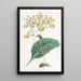 Calceolaria van M. W. Herbert - Sydenham Edwards — ingelijst kunstwerk aan de muur