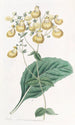 Calceolaria van M. W. Herbert - Sydenham Edwards — weergave van het kunstwerk