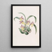 Langue-de-serpent van M. Warner - Sydenham Edwards — ingelijst kunstwerk aan de muur