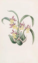 Langue-de-serpent van M. Warner - Sydenham Edwards — weergave van het kunstwerk