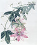 Mme Marryat's Taxonia - Sydenham Edwards — weergave van het kunstwerk
