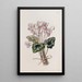 Cyclamen napolitain - Sydenham Edwards — ingelijst kunstwerk aan de muur