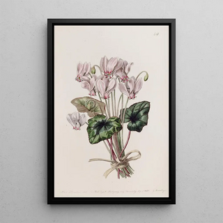 Sydenham Edwards - Neapolitan Cyclamen.webp