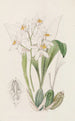 Coelogyne à taches d'ocre - Sydenham Edwards — weergave van het kunstwerk