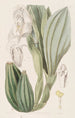 Anguloa à une fleur - Sydenham Edwards — weergave van het kunstwerk