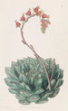 Écheveria unilatérale - Sydenham Edwards — weergave van het kunstwerk